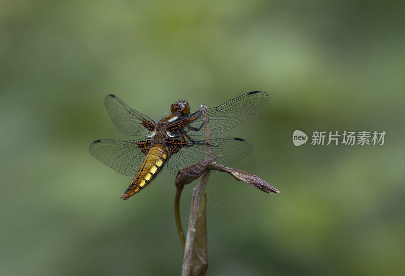 Broad-bodied猎人蜻蜓。Libellula depressa